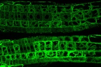 Molecular Feedback-Loop for Plant Growth