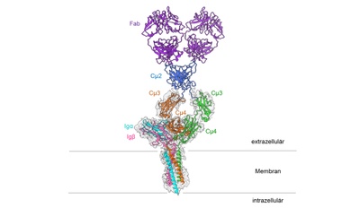 Molecular structure of one of the most important receptors in the immune system unraveled