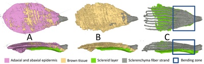 New insights into the movement of pine cone scales