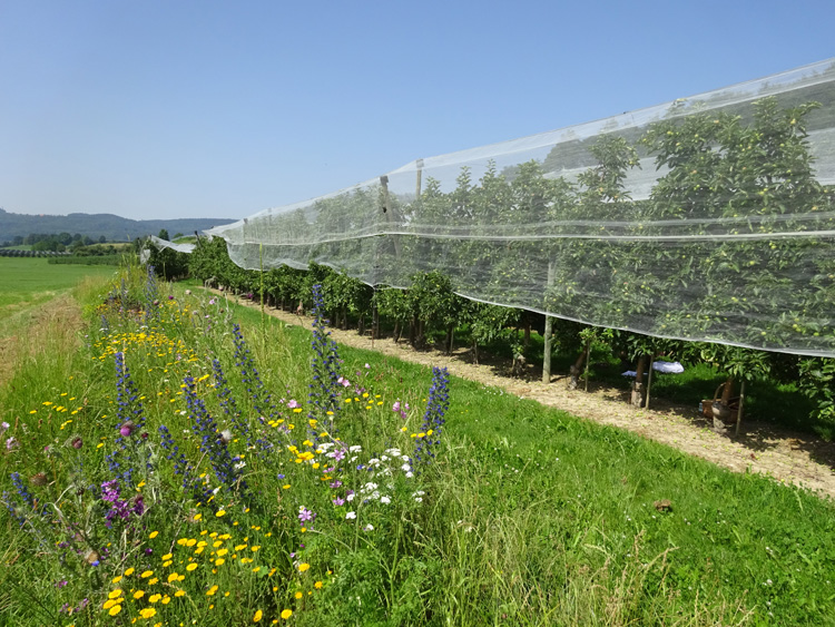 Perennial flowering strips combined with hedges enhance wild bees best in agricultural landscapes