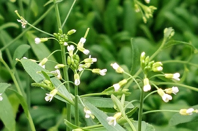 Proteins control light-induced seed germination in Arabidopsis thaliana 