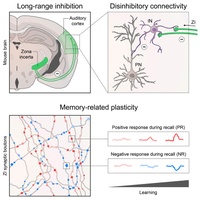“Zone of uncertainty” in the brain influences its ability to form new memories