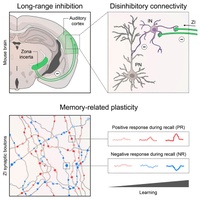 “Zone of uncertainty” in the brain influences its ability to form new memories