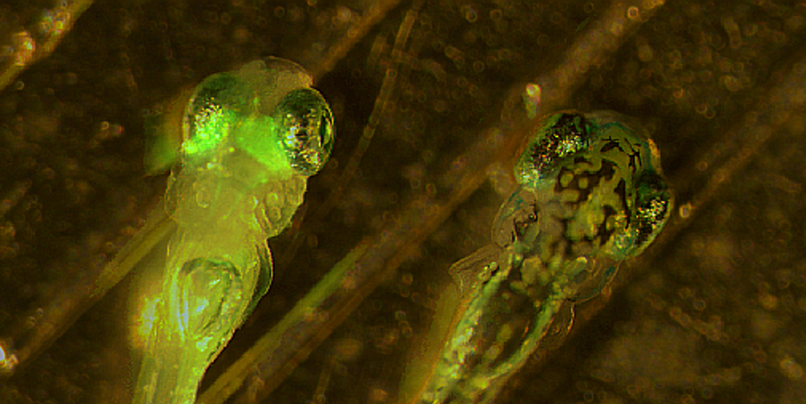 Zebrafish larvae with and without green fluorescing protein 