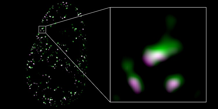 Components of Cytoskeleton Strengthen Effect of Sex Hormones