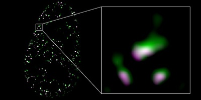 Components of Cytoskeleton Strengthen Effect of Sex Hormones