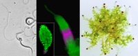 Motile Sperm and Frequent Abortions in Spreading Earthmoss