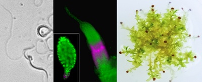 Motile Sperm and Frequent Abortions in Spreading Earthmoss