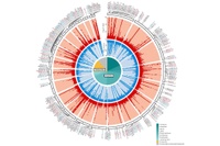 New findings about human metabolic processes 