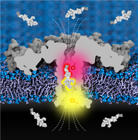 New strategy for clinically relevant protein sequencing