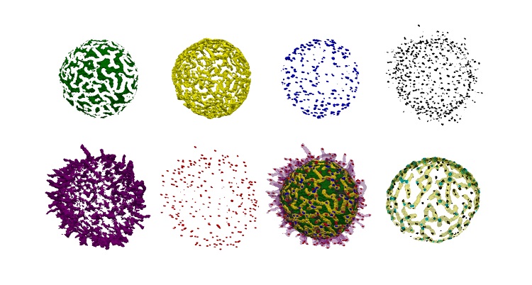 Newly discovered surface structures may affect immune function