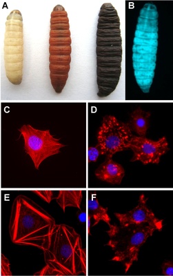 Biogenic Insecticides Described