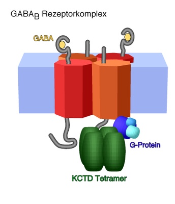 Bislang unbekannte Proteinbausteine der GABAB-Rezeptoren identifiziert