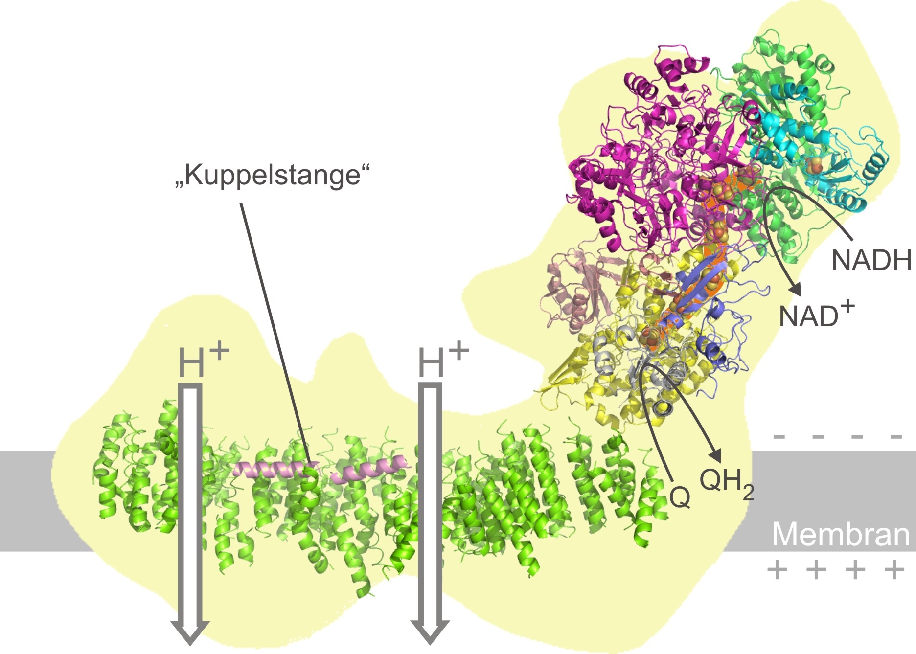 Nanomaschinen in den Kraftwerken der Zelle