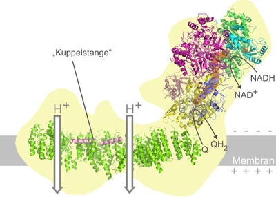 Nanomachines in the powerhouse of the cell