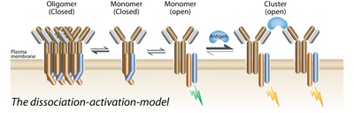 Rebuilding immunoreceptors reveals their mode of activation 