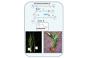 Freiburger Forscher decken grundlegende Schritte in der Biosynthese eines pflanzlichen Hormons auf