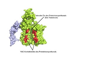 Ein hilfsbereites Protein als Torwächter