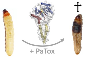 Toxin tötet mit doppeltem Mechanismus