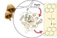 Vom Speisepilz zum maßgeschneiderten Biokatalysator