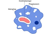 Wie Krankheitserreger mit dem Immunsystem wettrüsten