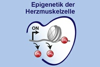 Epigenom der Herzmuskelzelle entschlüsselt