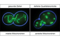 Qualitätskontrolle in den Kraftwerken der Zelle