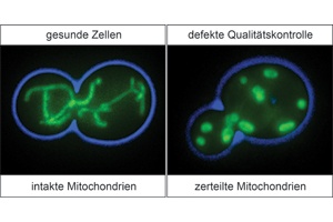 Qualitätskontrolle in den Kraftwerken der Zelle