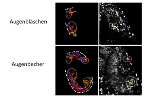  Neue Erkenntnisse zur Entwicklung des Auges