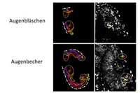  Neue Erkenntnisse zur Entwicklung des Auges