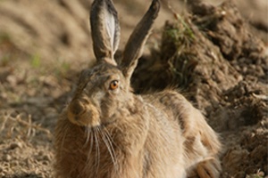 Der Osterhase lebt in der Großstadt