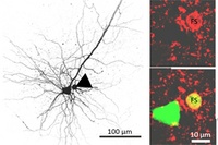 Genetische Grundlage für psychische Erkrankungen