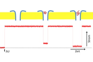 Bakterienprotein als Sensor