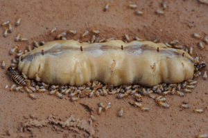 Alter und Fruchtbarkeit bei sozialen Insekten