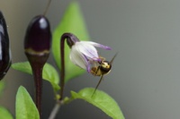 Schwebfliegen sind zuverlässige Bestäuber