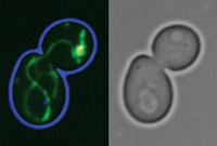 Evolution der Zellkraftwerke