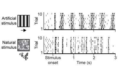 Neuronale Schaltkreise für natürliches Sehen