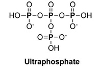 Auf der Suche nach Ultraphosphaten in Lebewesen