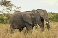 Illegale Jagd auf Elefanten in Ostafrika