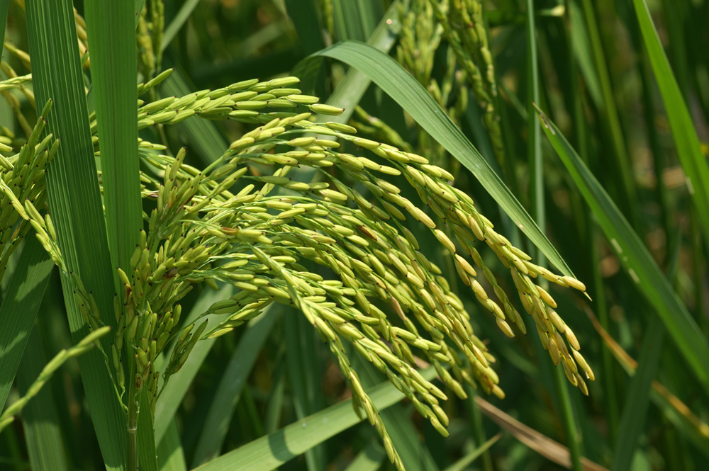 Wegbereiter für Vitamin A in Reis