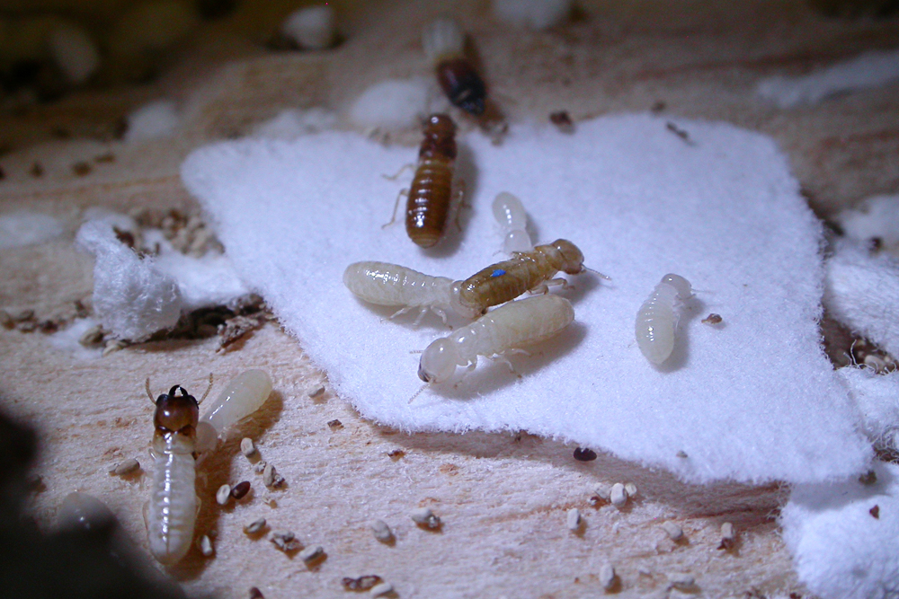 Die soziale Evolution von Termiten