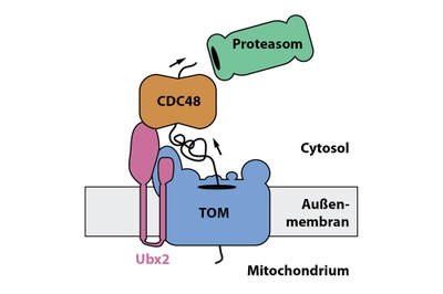 Auflösen von Proteinstau am Eingang von Mitochondrien 