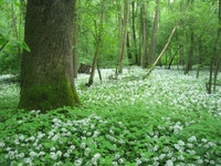 Bedrohte Auenwälder