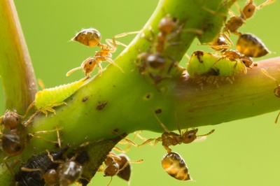 Nahrungsnetze der Insekten