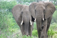 Ursachen der Wilderei von Elefanten