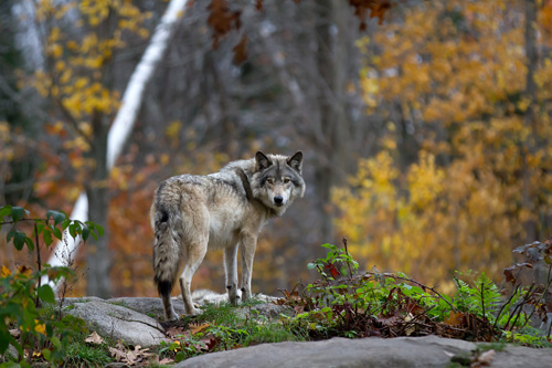 Der Wolf bringt neue Herausforderung 