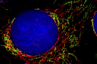 Zellkontrolle der Mitochondrien entschlüsselt