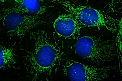 Eiweißmoleküle in Mitochondrien erstmals klar zugeordnet