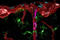 Neue Erkenntnisse zur Entstehung des Immunsystems im Gehirn