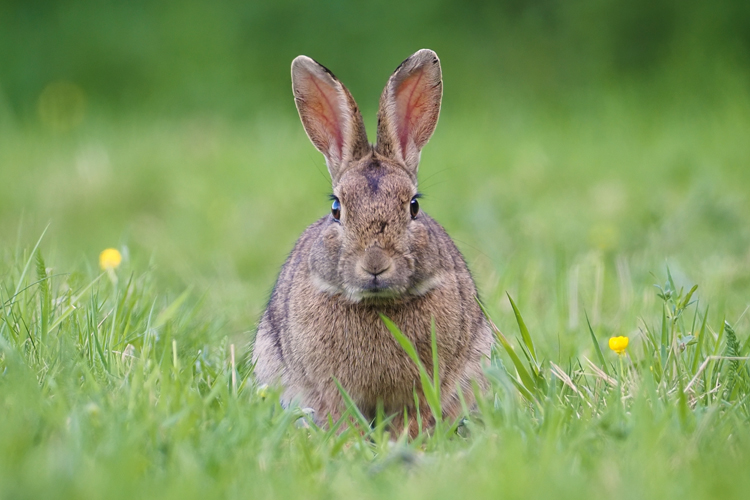 Wo wohnt der Osterhase? Bürger*innen können Sichtungen von Wildkaninchen und Feldhasen melden